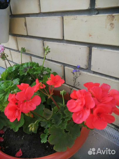 Пеларгонии сортовые, плесистая плющелистная