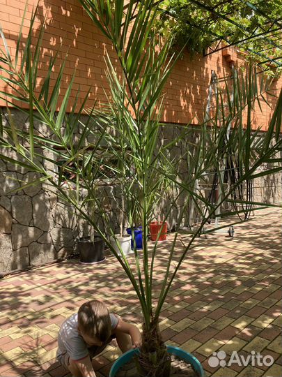 Пальмы, драцена, монстера