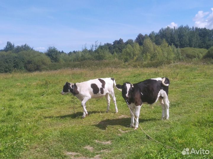 Продам 2 телёнка