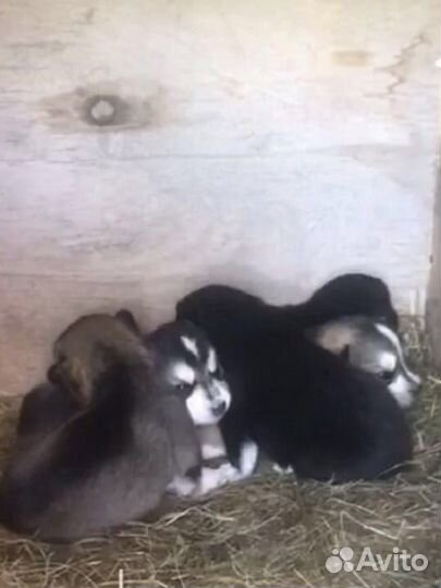 Щенки бесплатно