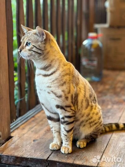 Бенгальский кот вязка
