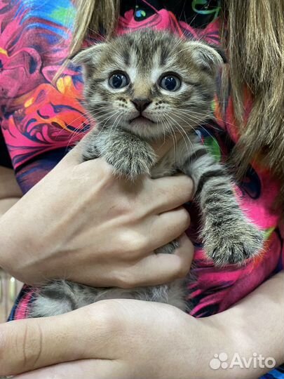 Шотландская вислаухие не чистокровные