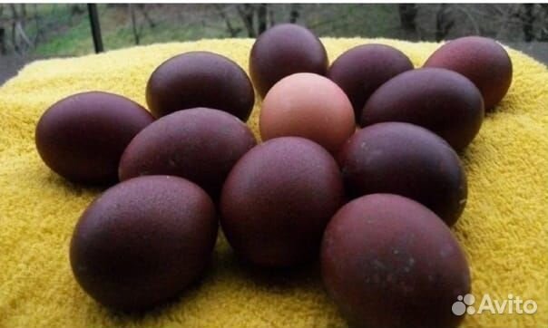 Инкубационное яйцо Настоящего Доминанта