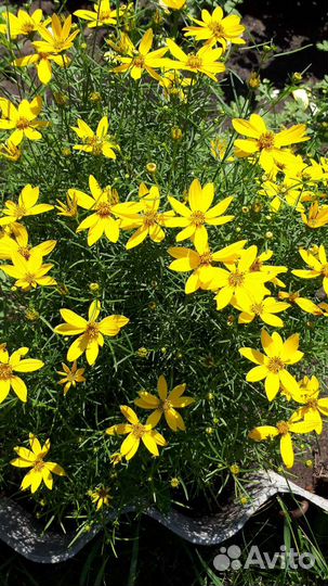 Растения для сада