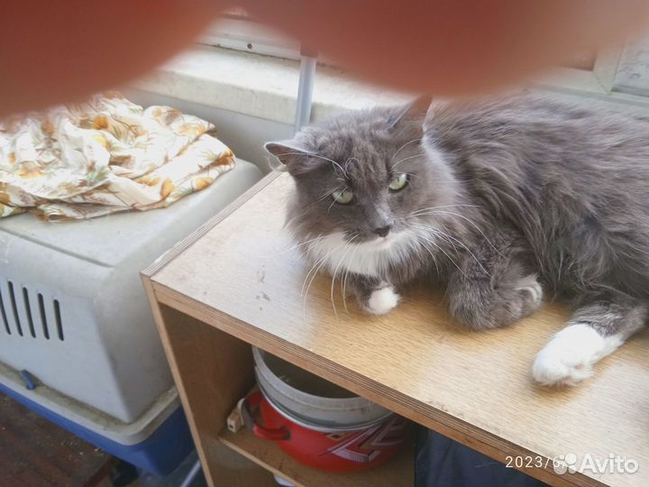 Сокровище кошечка Асечка