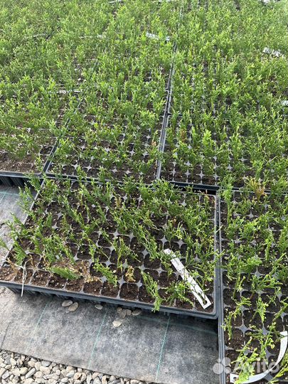 Ассортимент Туй и можжевельников