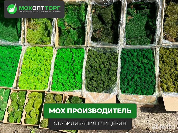 Стабилизированный мох