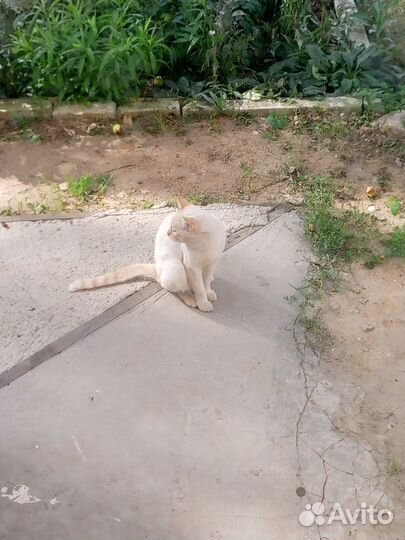 Отдам кота в хорошие руки