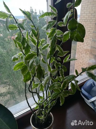 Педилантус