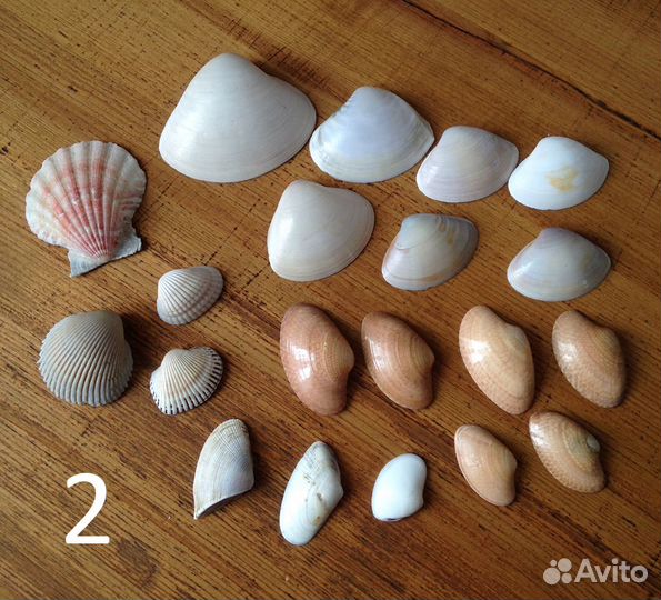 Набор ракушек (20 шт.)