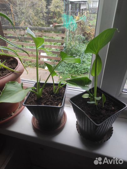 Калла эфиопская