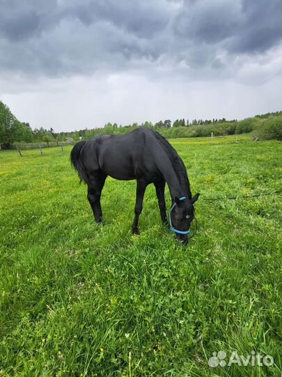 Продам жеребца