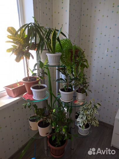 Комнатные растения