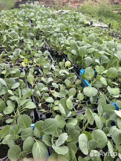 Рассада помидор огурцов