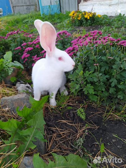 Кролик Белый панон