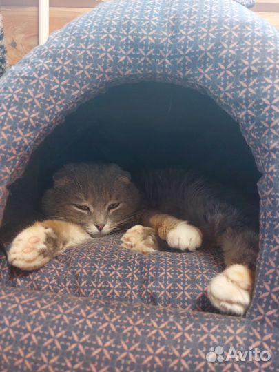 Котик Томас