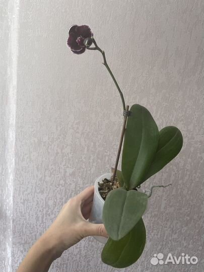 Орхидея сортовая Phal Ever Prince Star 
