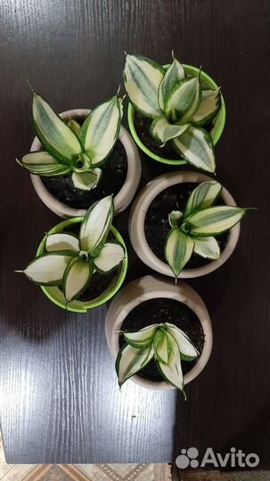 Сансевиерия голден ханни