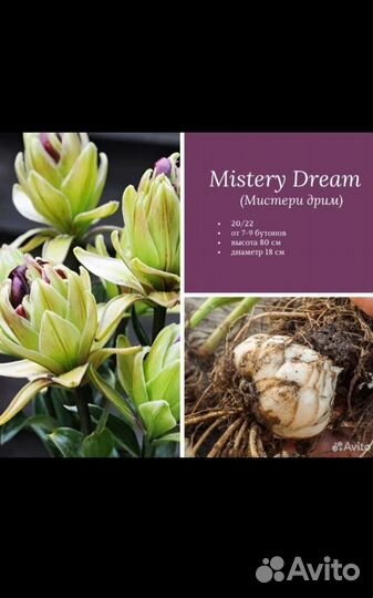 Лилии голландские луковицы