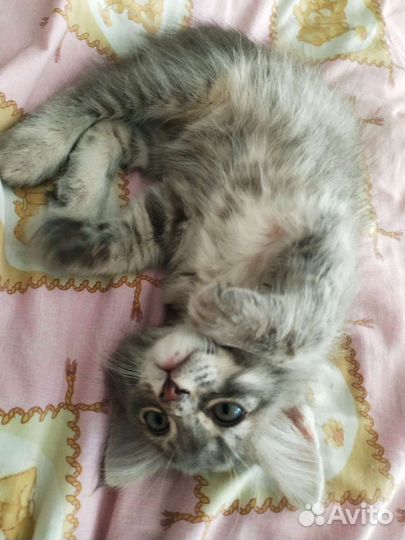 Котейка только в добрые руки