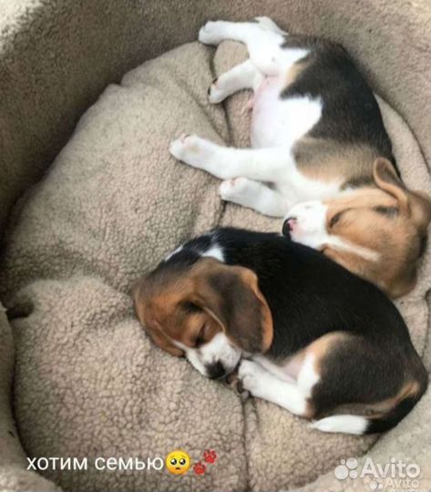 Щенки бигль с документами