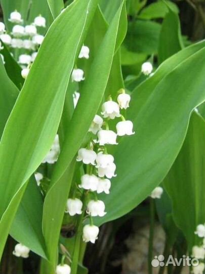 Ландыши рассада