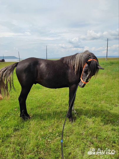Жеребец 2.3года