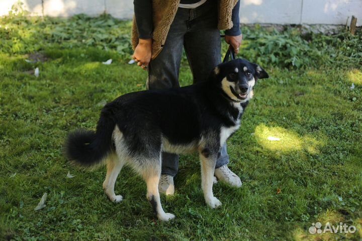 Луна ищет дом