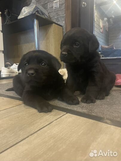 Лабрадор щенки