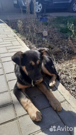 Собака в добрые руки