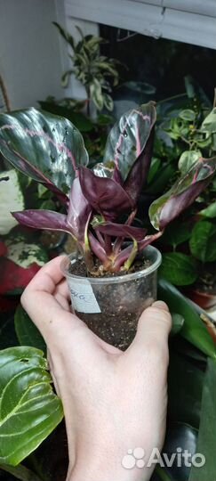 Калатея дотти, цветы комнатные