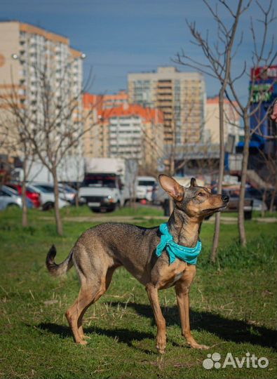 Собака компаньон