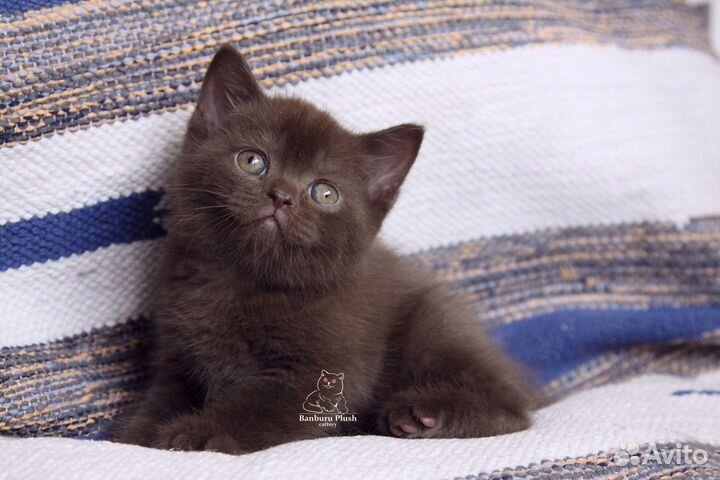 Отличные Британские котята