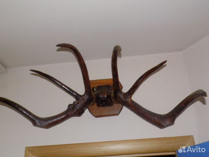 Рога Кавказского оленя