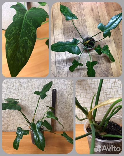 Филодендроны, сциндапсус