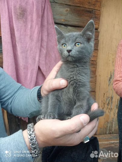 Котенок ищет дом