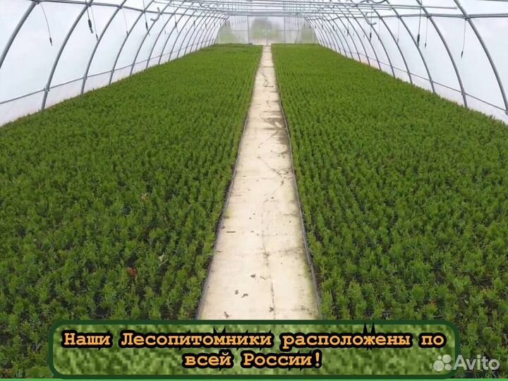 Сеянцы сосны и ели с зкс для лесовосстановления