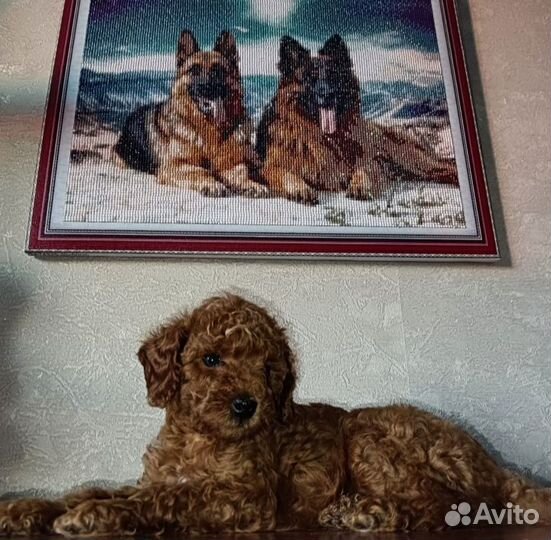 Карликовый пудель