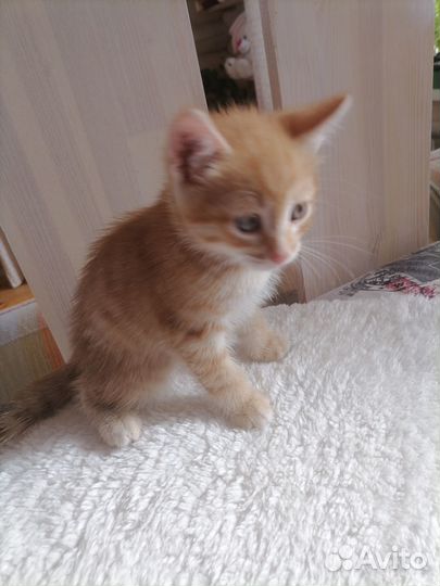 Отдам в добрые руки котят.Возраст 1,5 месяца