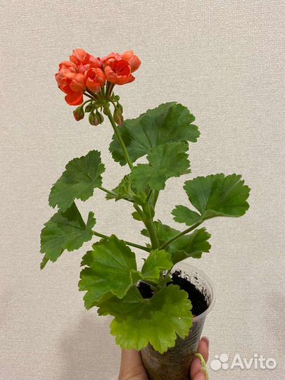 Пеларгония Red Pandora