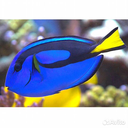 Хирург Хепатус (Paracanthurus hepatus)