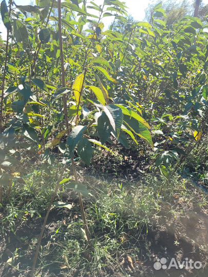 Продаю саженцы плодовых деревьев