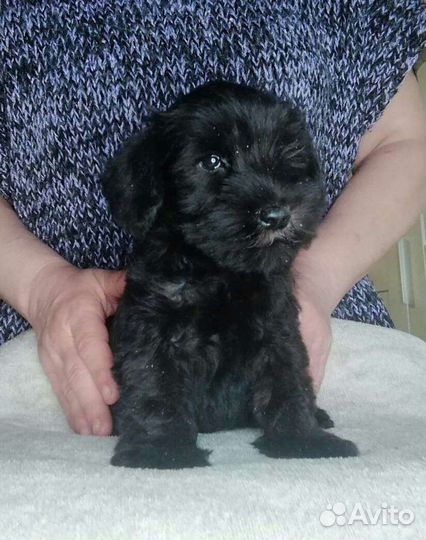 Щенки цвергшнауцера, РКФ