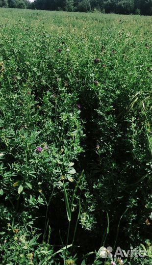 Сено луговое и люцерна в тюках 2024 год