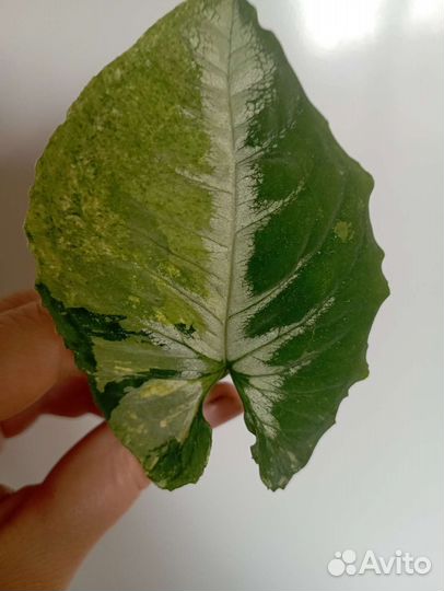 Сингониум яичница