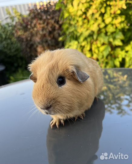 Морская свинка английский селф самец