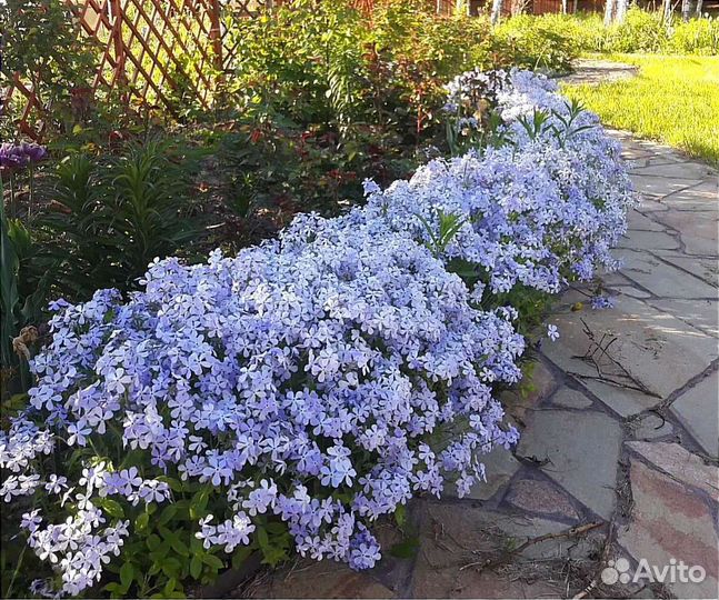 Почвопокровные многолетние растения