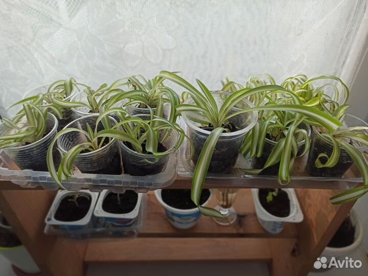 Хлорофитум кудрявый бонни