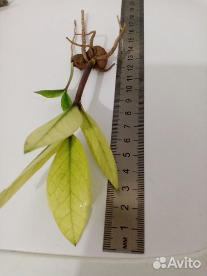 Замиокулькасы Минт и Зензи, кротон Mammi Head