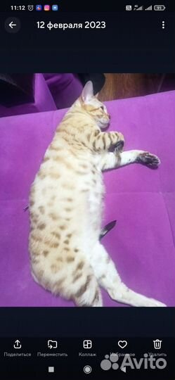 Бенгальская кошка